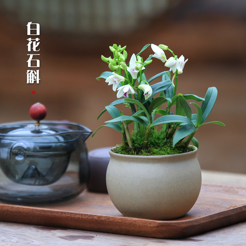 观赏石斛花似月牙小兰花盆栽