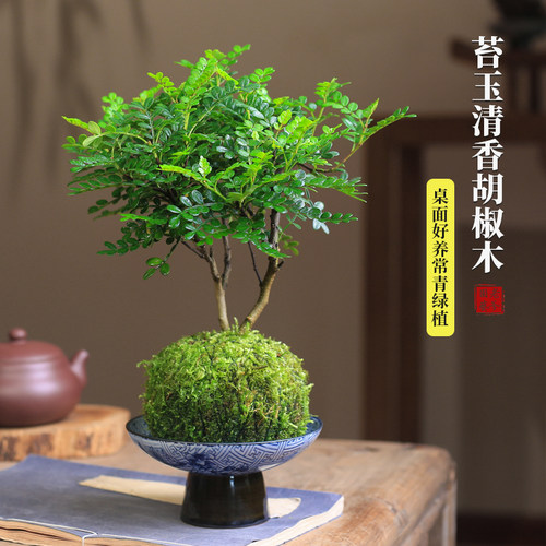 清香木苔藓球苔藓水培植物