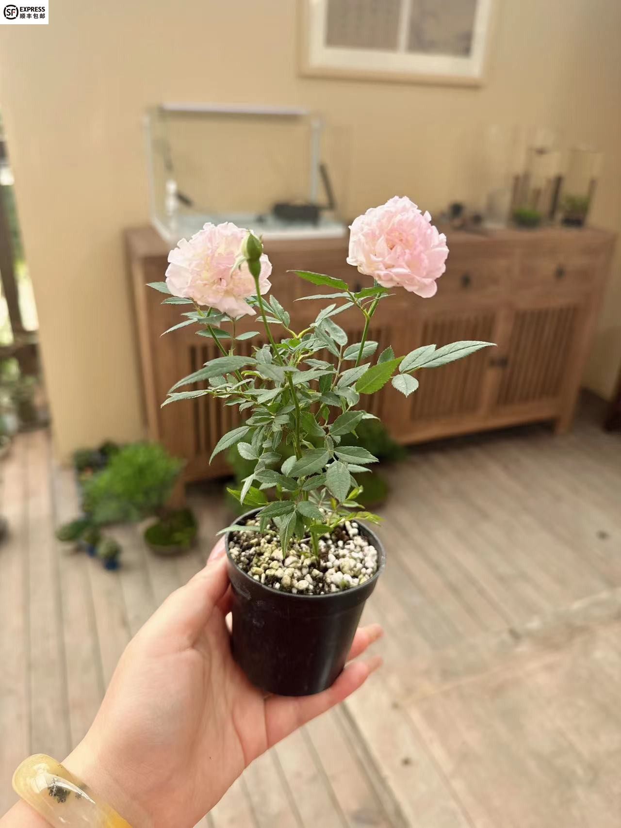 少女樱姬月季盆栽迷你创意花卉蔷薇窗台阳台庭院微型绿植攀援花