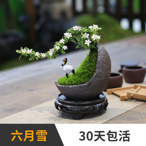 六月雪办公室悬崖造型好养