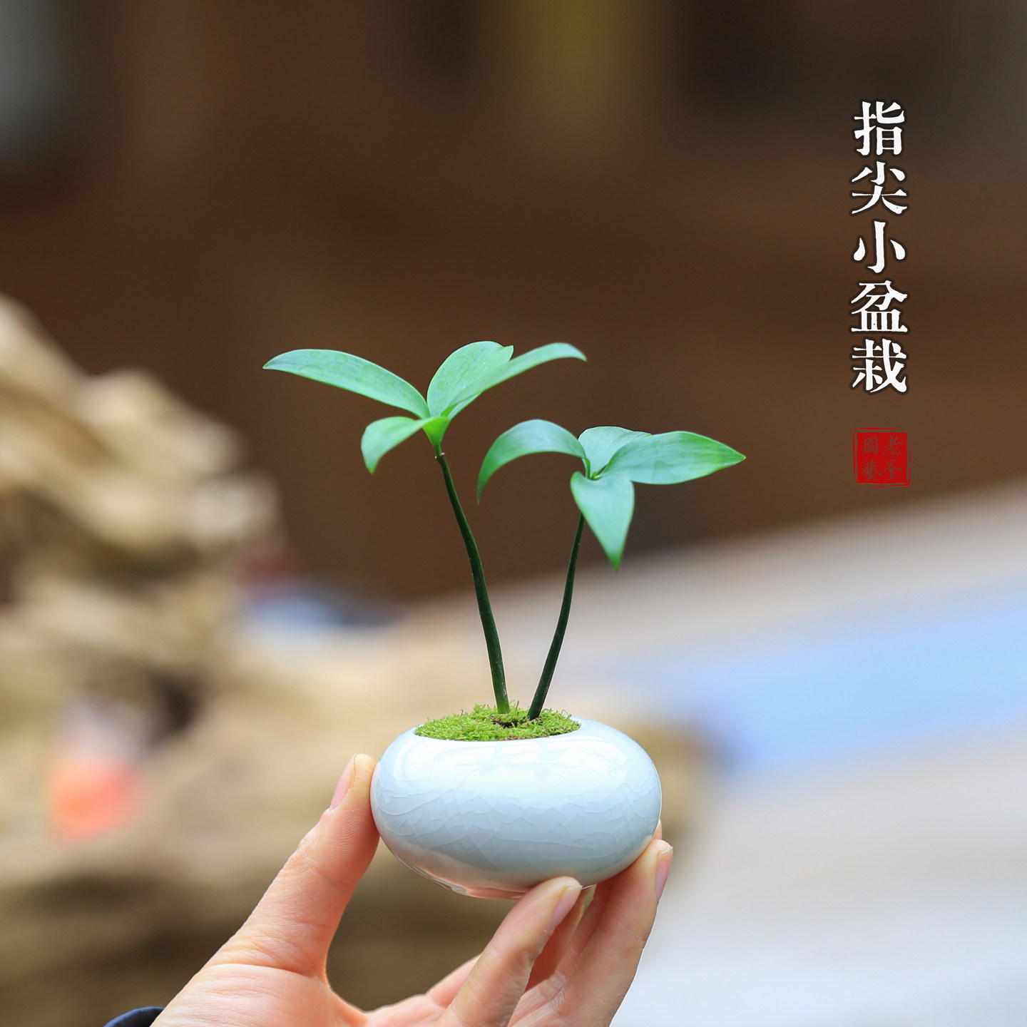 迷你小盆栽茶桌植物办公桌盆景虎耳草九里香罗汉松室内绿植禅意