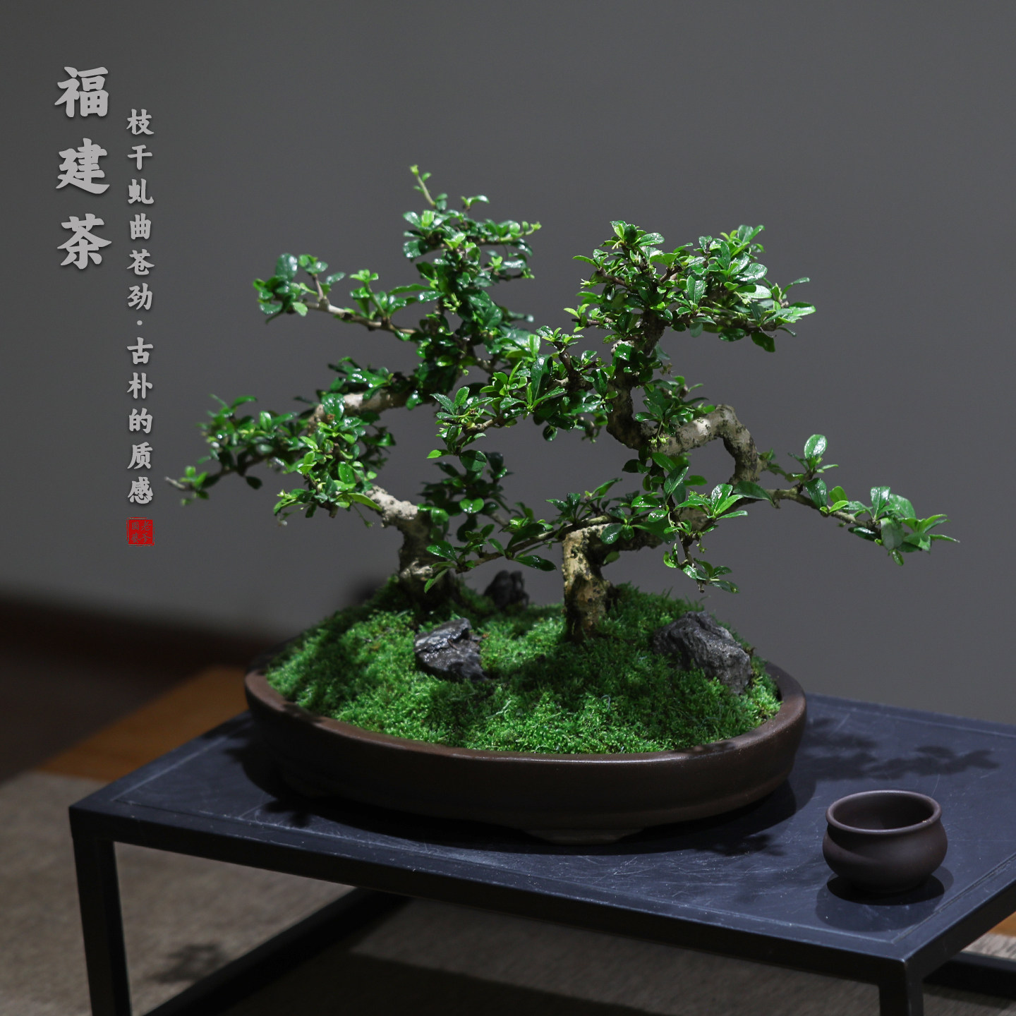 福建茶造型盆景中式古典禅意绿植桌面装饰易养护盆栽茶室客厅植物
