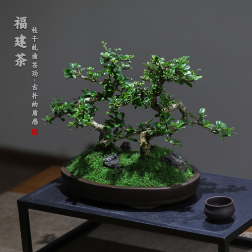福建茶造型盆景禅意易养护