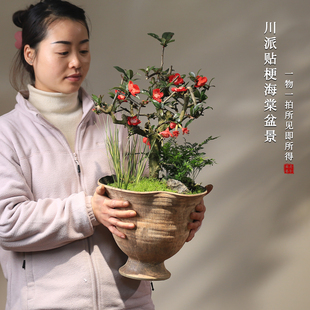 川派海棠花盆景一物一拍带盆室内盆栽阳台木本花卉开花贴梗海棠