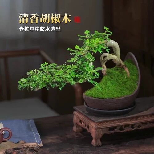 造型绿植盆景旺宅植物清香