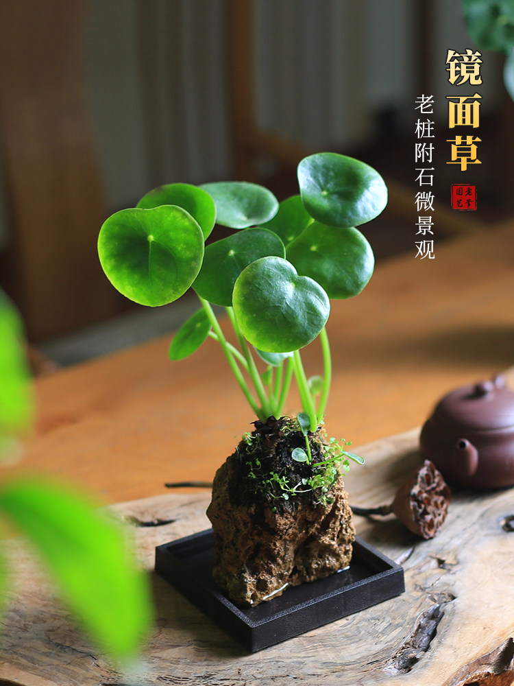 镜面草水培假山附石盆栽桌面创意微景观绿植办公室禅意庭院室植物