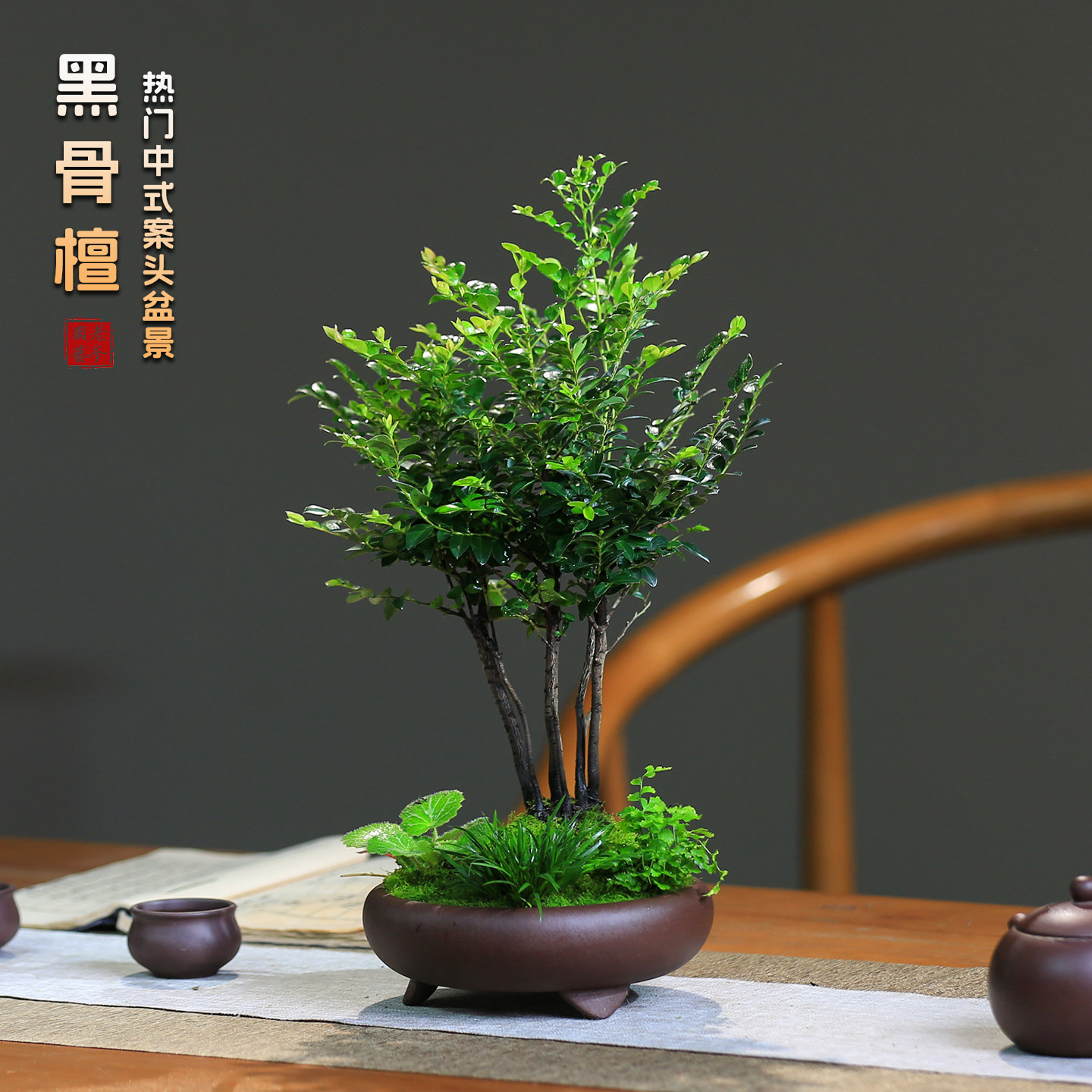 中式黑骨檀盆景树桌面绿植黑骨茶盆栽室内装饰茶室易养护禅意植物