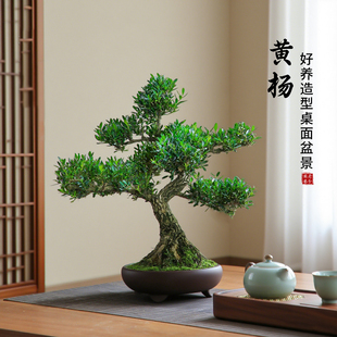 黄杨盆栽老桩造型盆景皱皮小叶植物庭院绿植四季常青禅意茶室盆景