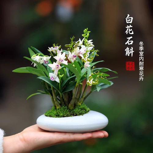 白花石斛盆栽带盆室内耐寒花卉
