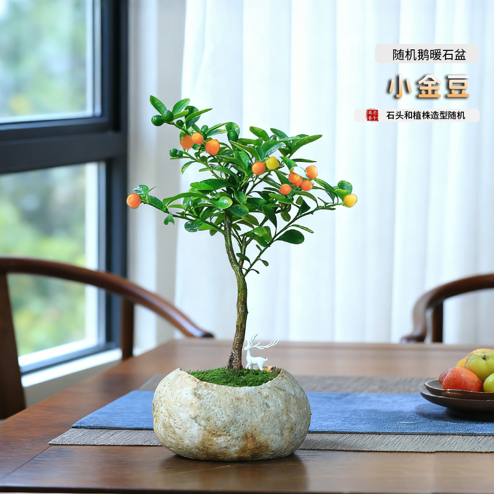 小金桔金豆观果盆栽情绪稳定绿植