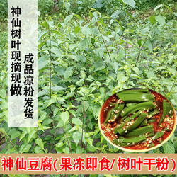 陕南安康特产岚皋神仙豆腐干粉凉粉观音柴豆腐柴腐婢斑鸠翡翠绿