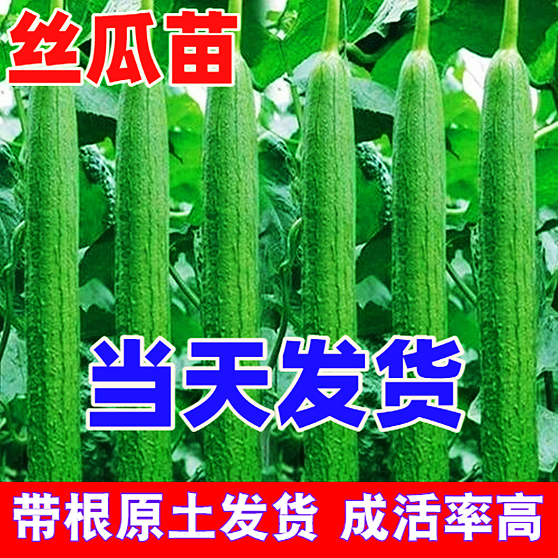 高产原土香丝瓜种苗四季盆栽