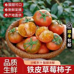 草莓柿子西红柿新鲜自然熟铁皮柿子盘锦碱地生吃水果丹东绿腚番茄