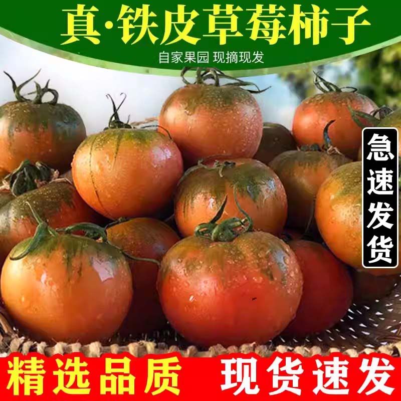 丹东草莓柿子番茄铁皮柿子绿腚油柿子碱地西红柿自然熟5斤包邮