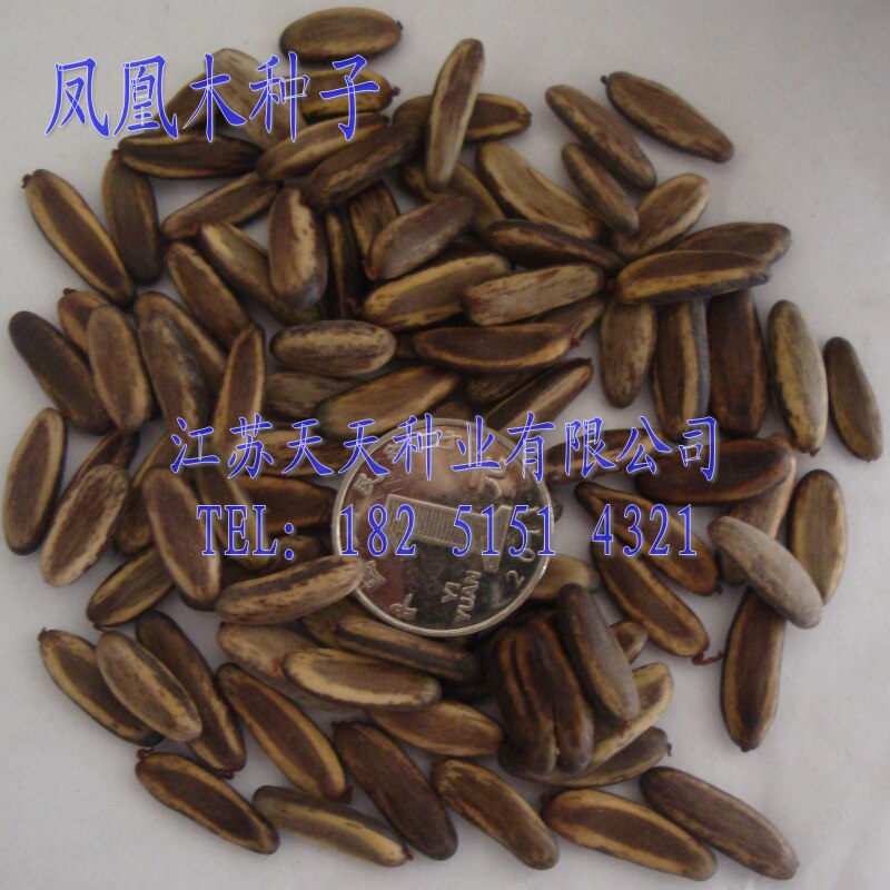 销售凤凰木种子 红花楹树,凤凰树,火树,红花楹 38元/斤