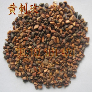 黄刺玫红刺玫种子带刺玫瑰花种子园林绿化观赏开花当年新采种包邮