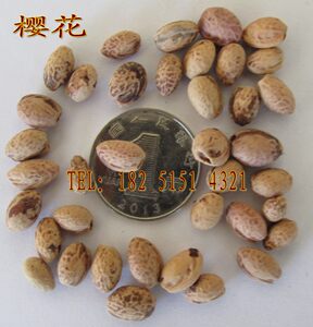 山樱花种子价格 山樱花种子图片 星期三