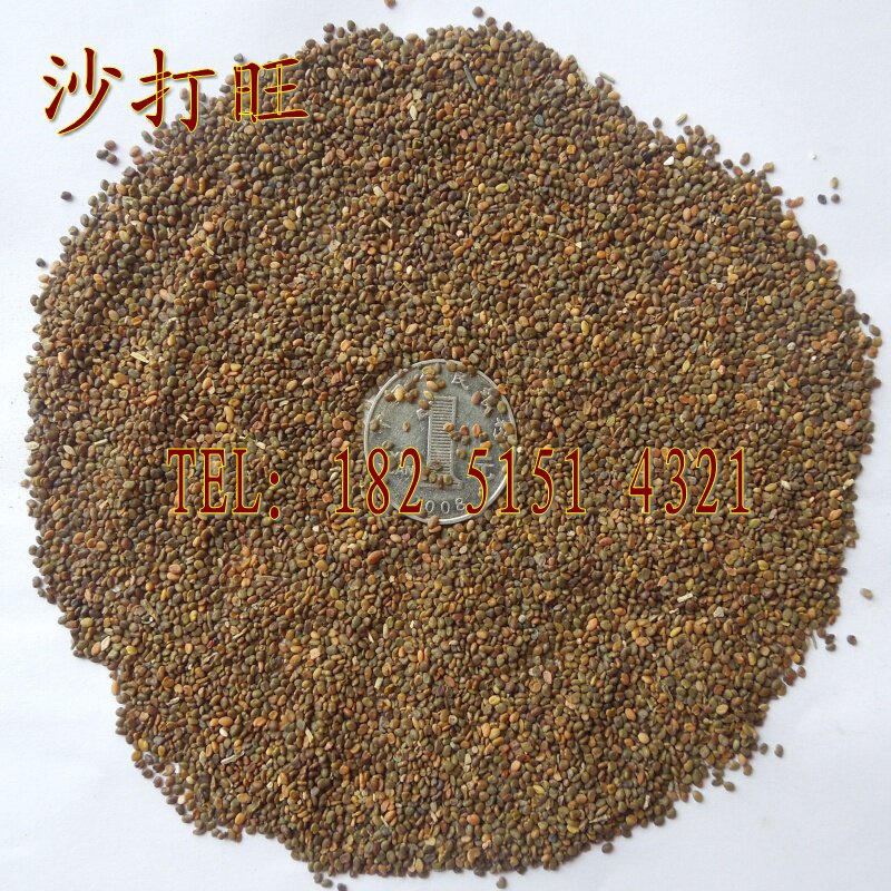 沙打旺种子多年生草本植物