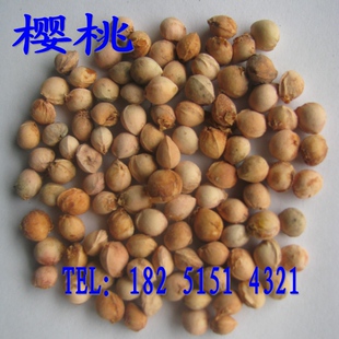 樱桃种子 山樱桃种子 车厘子，莺桃，荆桃，楔桃 20元/斤