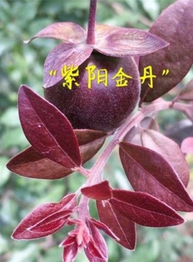 紫阳金丹金弹子品种嫁接苗中国红大红花生果镇园红观果熟桩逸源红