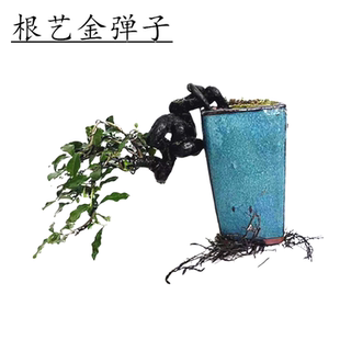 300 弯根艺金弹子小悬崖精品树材禅意掌中宝微型提根坨坨 251