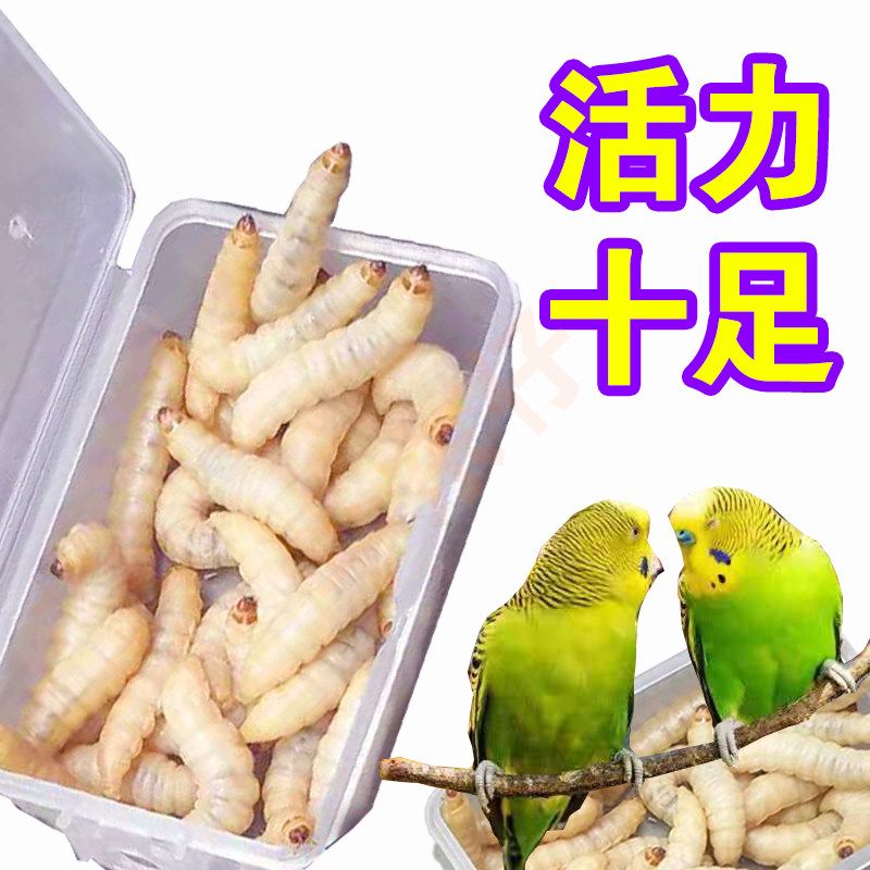 鲜活营养玉米虫蛋白质含量高