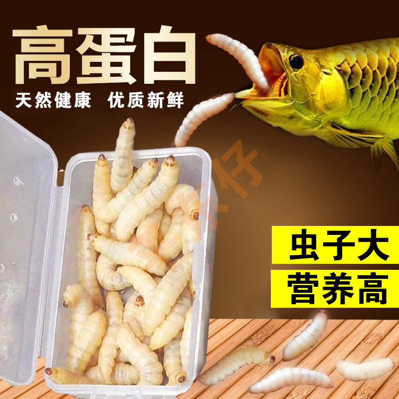 鲜活玉米虫龙鱼活体饲料面包虫血鹦鹉罗汉发财热带鱼喂鱼虫饵鱼料