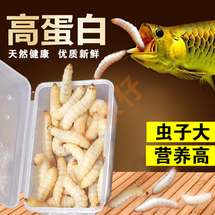 鲜活玉米虫龙鱼活体饲料面包虫血鹦鹉罗汉发财热带鱼喂鱼虫饵鱼料