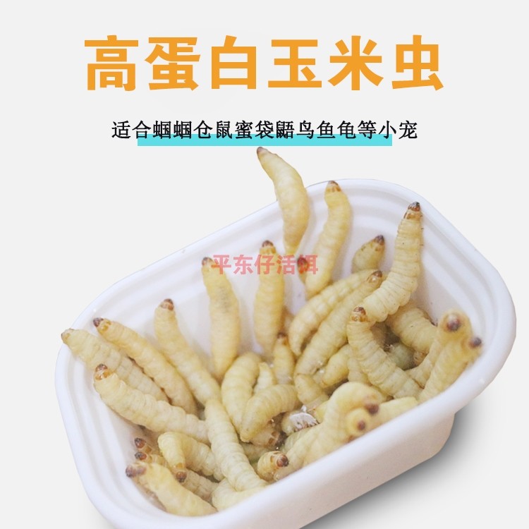 新鲜玉米虫大虫蝈蝈食蝈蝈粮食鸣虫幼虫爬虫食物活虫蝈蝈专用饲料