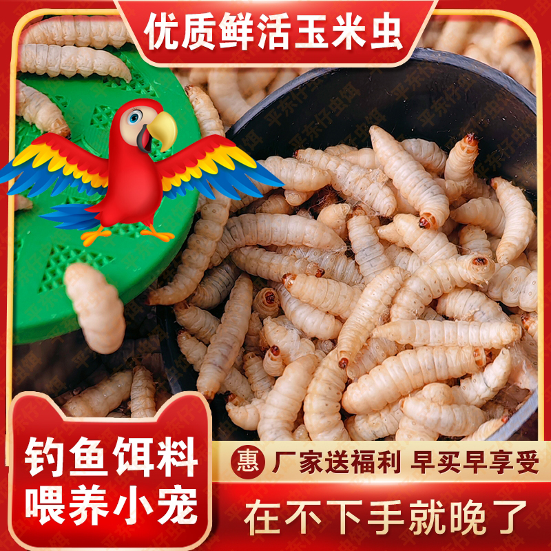 【小号玉米虫喂鹦鹉画眉】喂鸟粮食玉米虫葡萄蜜虫绣眼画眉鸟饲料