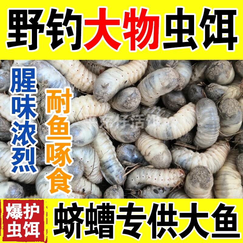 【大降价】钓鱼活饵野钓鲶鱼昆虫活饵/谷麦饵等饵料