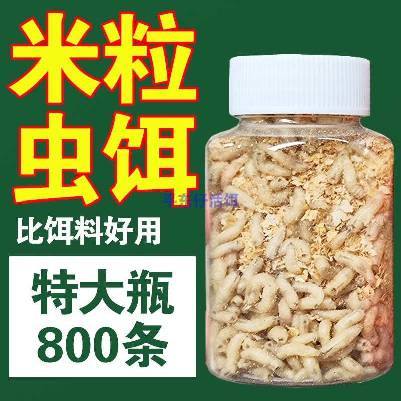 【特大瓶800条】钓公鱼米粒蛆虫红蛆白蛆小条蛆虫野钓冬钓冰钓饵