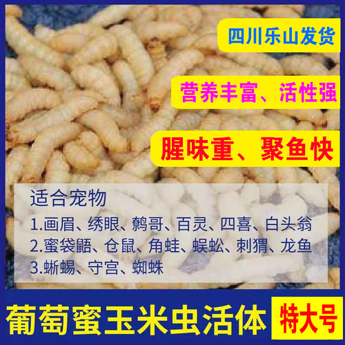玉米虫活体葡萄蜜虫大蜡螟密虫鸟食钓鱼饵蜜袋仓鼠乌龟宠物粮活饵