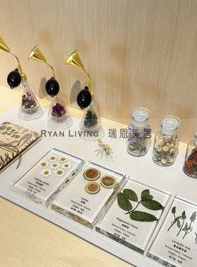 会所样板房植物花材手作标本