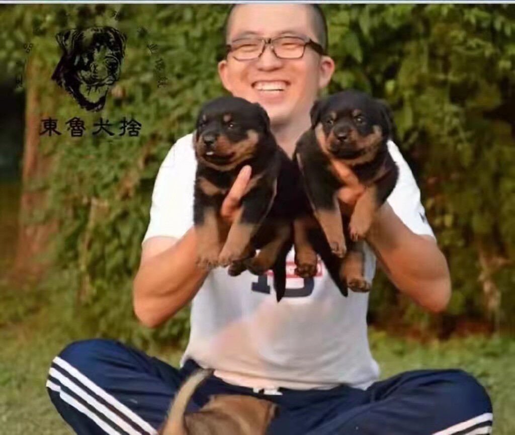 东鲁犬舍德国罗威纳犬纯种德系双血统幼犬罗威纳俱乐部注册犬舍图片
