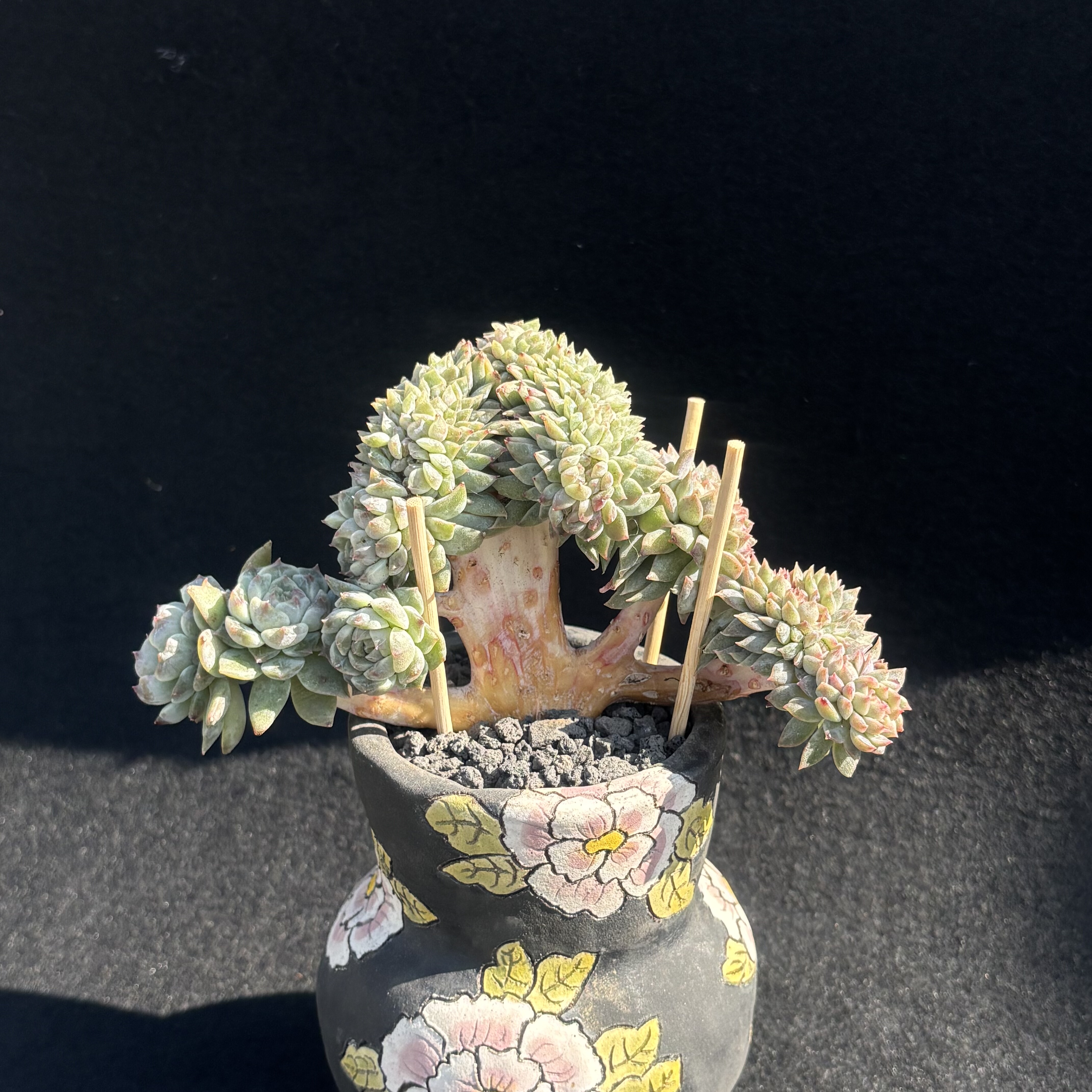 秘境小树缀,鲜花速递/花卉仿真/绿植园艺,多肉植物,淘宝优惠券,粉丝福利购,淘宝优惠卷