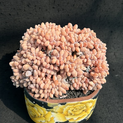 粉兔缀老桩
