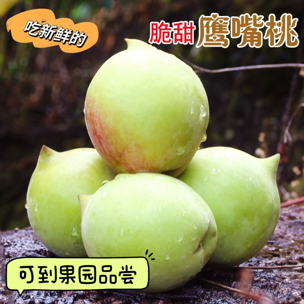 粤北农家果园现摘现发脆甜鹰嘴桃