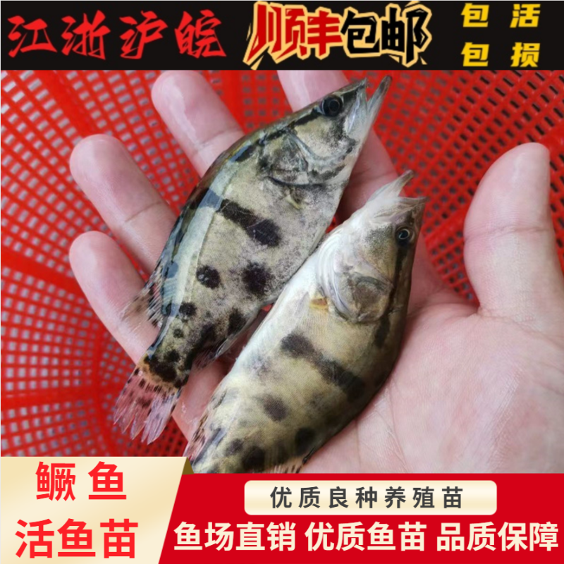 鳜鱼苗桂鱼苗鳌花鱼季花鱼桂花鱼苗翘嘴鳜大眼鳜淡水凶猛路亚鱼种