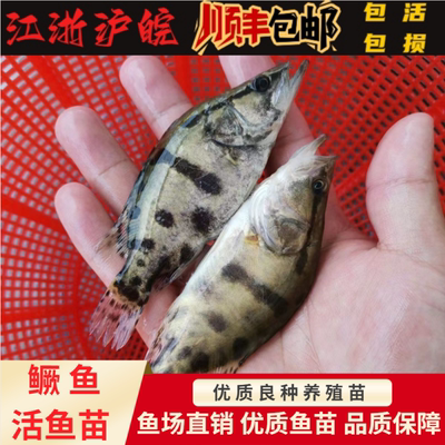 鳜鱼苗桂花鱼苗活体江浙沪皖包邮