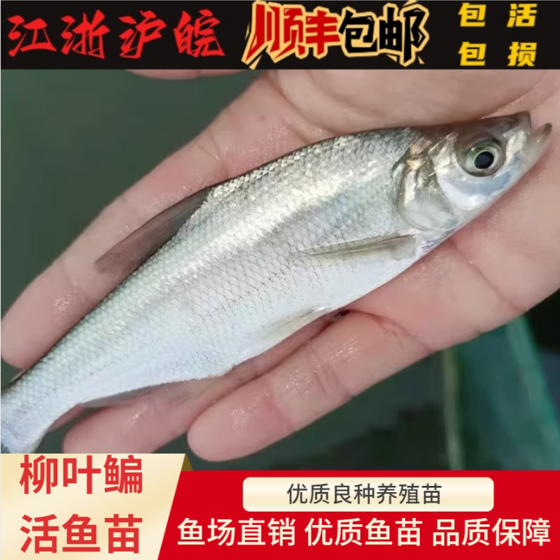 柳叶鳊鱼苗长身鳊三角鳊杂交鳊武昌鱼团头鲂养殖淡水活体鱼苗包邮