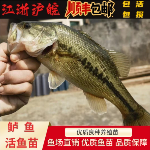 鲈鱼苗活体加州鲈鱼淡水养殖鱼苗