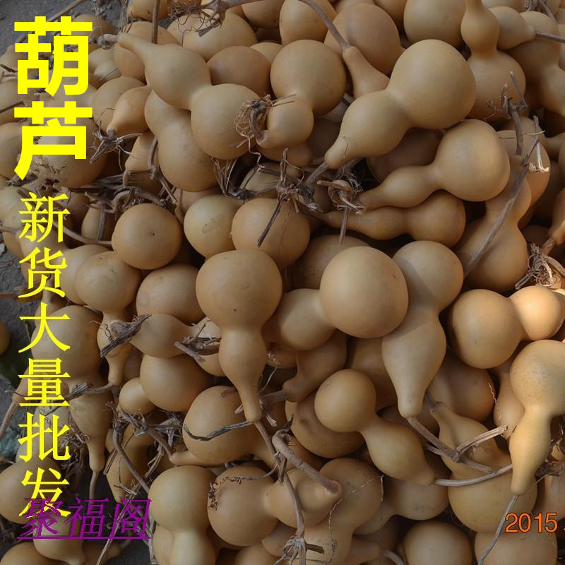 带藤本色小亚腰风水大量销售葫芦