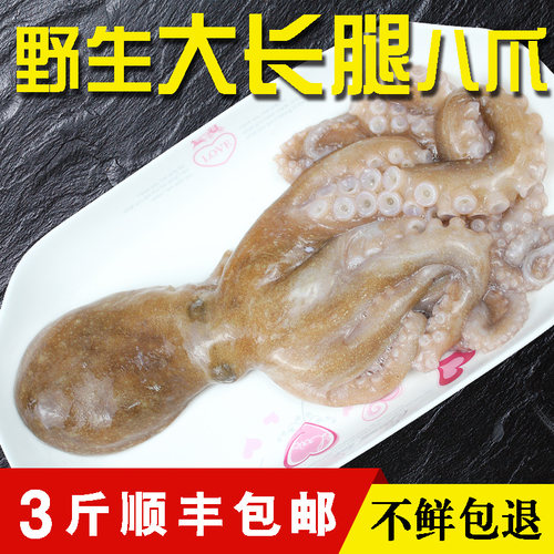 鲜活野生长腿香辣八爪鱼现捕现发