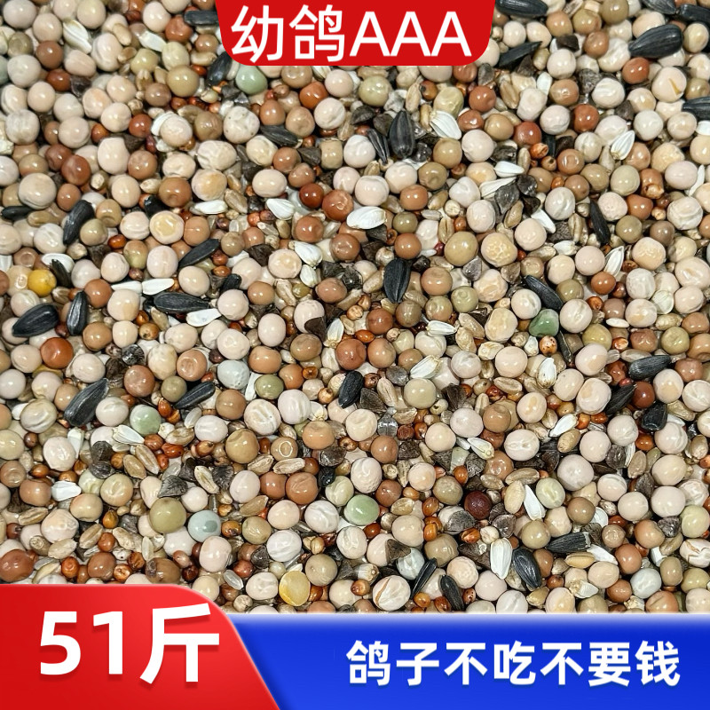 宏冠凤翼龙翔优质幼鸽51斤包邮无玉米种鸽赛鸽观赏鸽