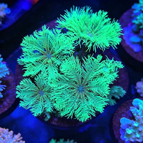 印尼荧光绿椰手星花观赏造景