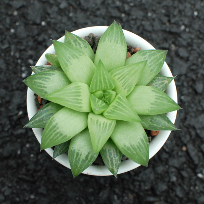 壹分皿多肉植物水晶寿多肉肉肉植物寿类玉露十二卷属绿植盆栽趣味