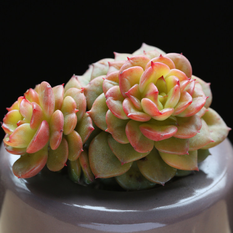 壹分皿 蜡牡丹多肉植物盆栽绿植家庭园艺组盆萌肉室内庭院盆栽