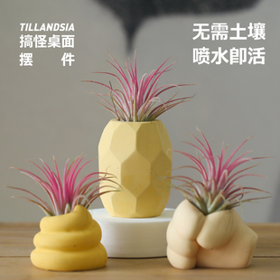 壹分皿空气凤梨懒人绿植套装桌面办公室趣味摆件创意无土握了个草