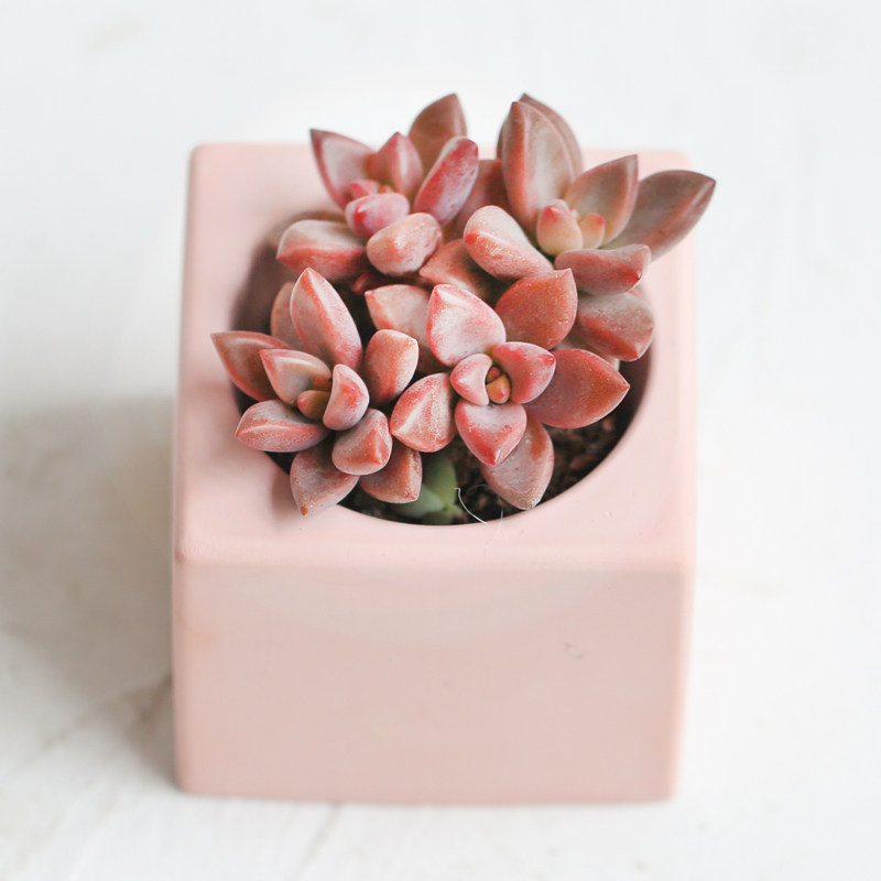 壹分皿 姬胧月多肉植物花卉肉肉盆栽四季阳台庭院绿植园艺萌肉红,鲜花速递/花卉仿真/绿植园艺,多肉植物,淘宝优惠券,粉丝福利购,淘宝优惠卷